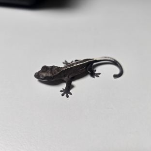 아잔틱
