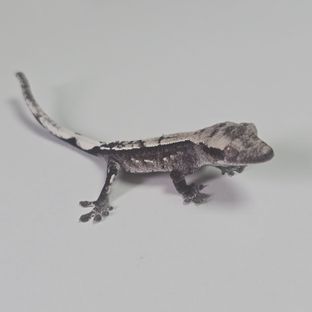 아잔틱