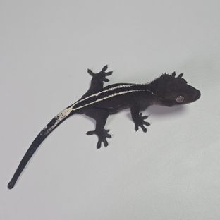 아잔틱 풀핀