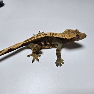 100%헷아잔틱 풀핀