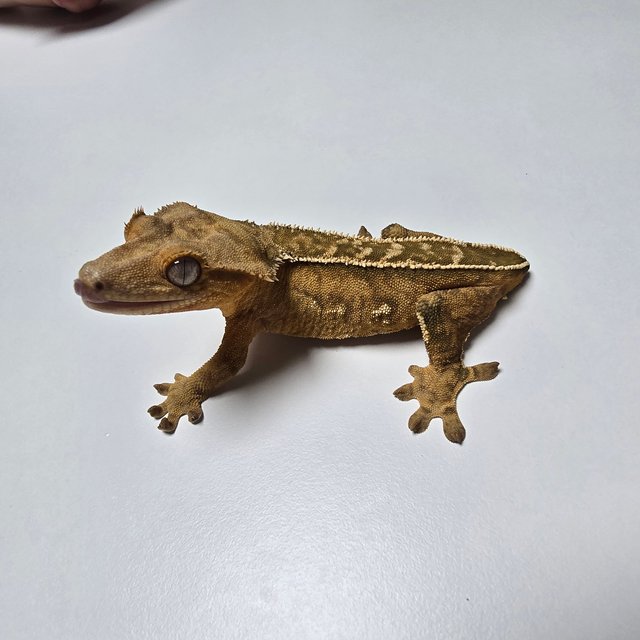 100%헷아잔틱 풀핀