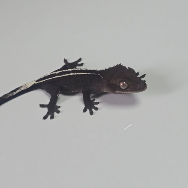 아잔틱 풀핀
