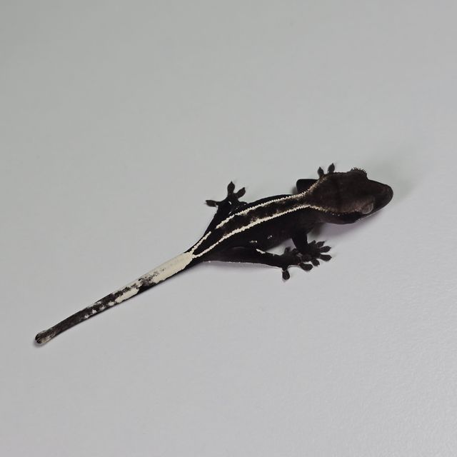 아잔틱