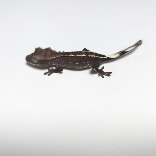 아잔틱