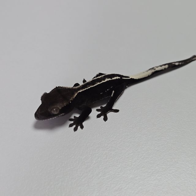 아잔틱