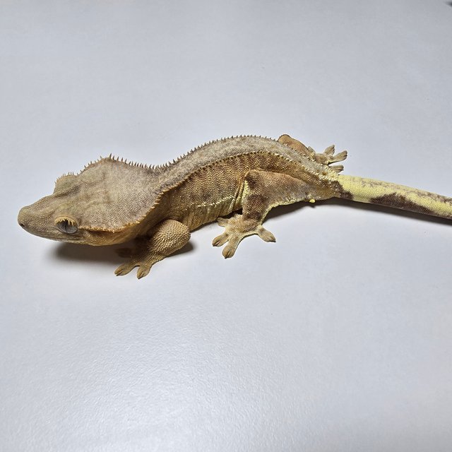 팬텀 릴리100%헷아잔틱