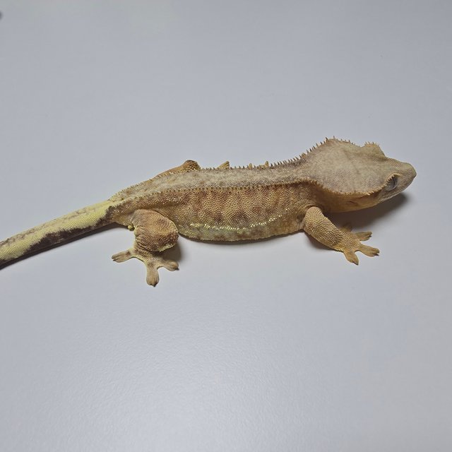 팬텀 릴리100%헷아잔틱