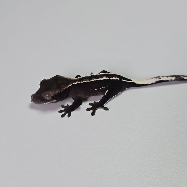 아잔틱