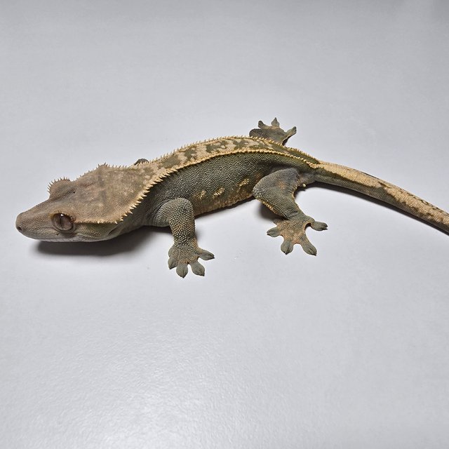 100%헷아잔틱 풀핀