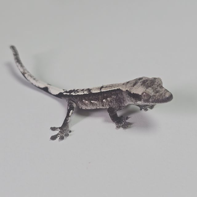 아잔틱