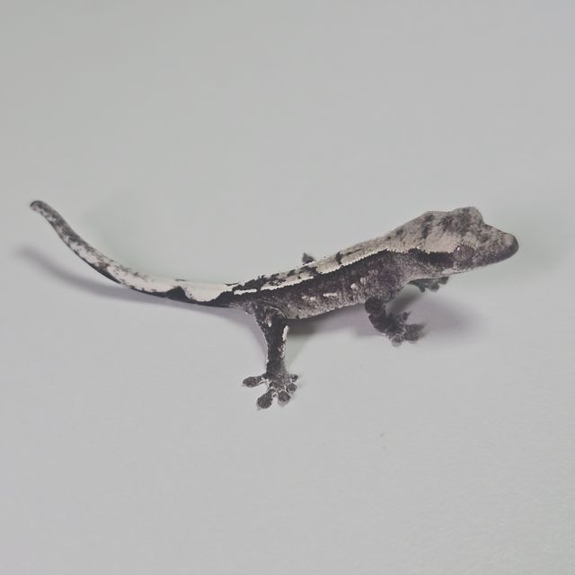 아잔틱