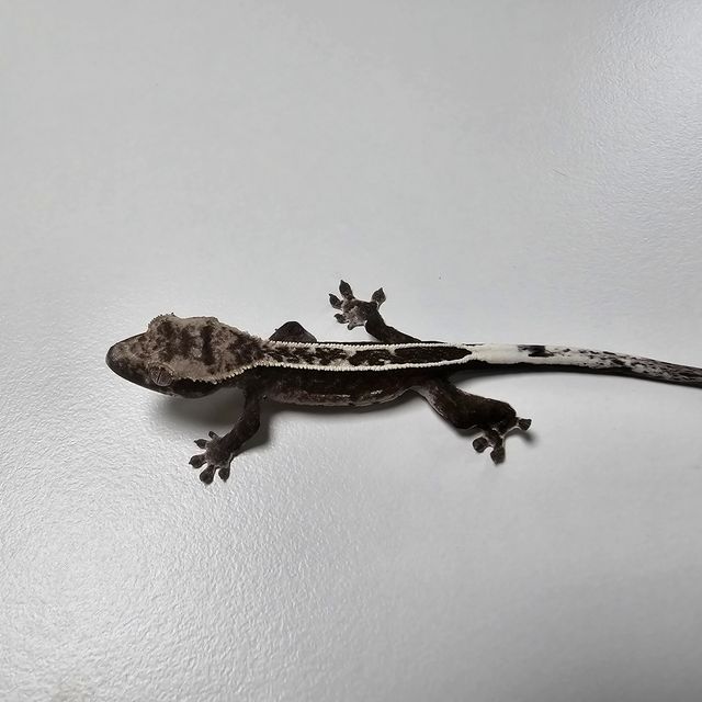 아잔틱 풀핀