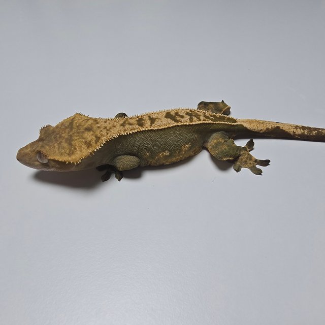 100%헷아잔틱 풀핀