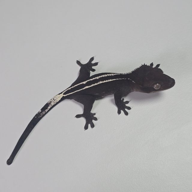 아잔틱 풀핀