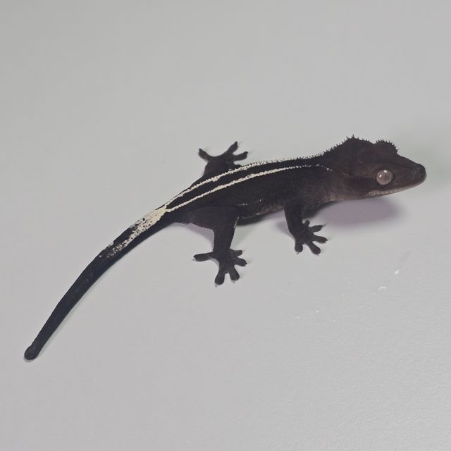 아잔틱 풀핀