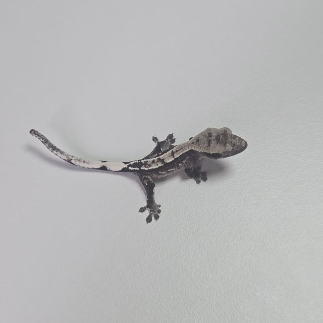 아잔틱