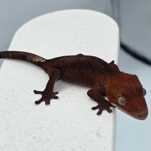 챠콜 카푸치노 다크 레드