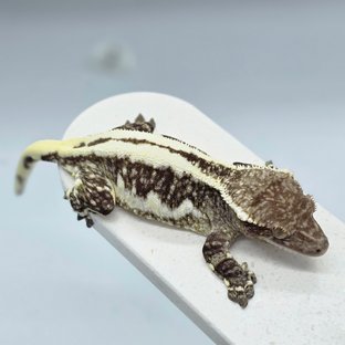 벌꿀오소리
