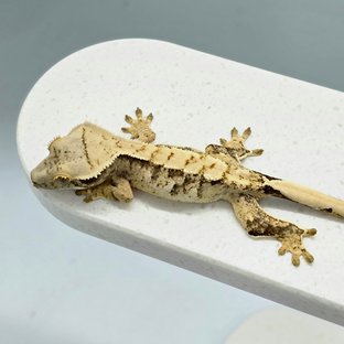 노멀 트라이 익스트림할리퀸