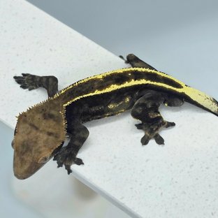 다크 엠티백 카푸치노 쿼드 풀핀 화이트핀