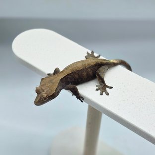 카푸치노 다크 팬텀