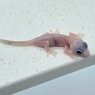 슈퍼하이포 하이포