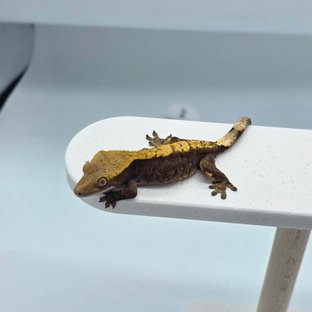 노멀 100%헷아잔틱 다크 플레임