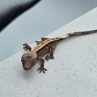 카푸치노 100%헷아잔틱