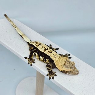 다크 풀핀 할리퀸