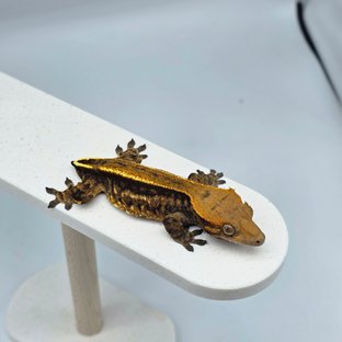 엠티백 카푸치노