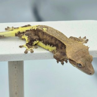 다크 팬텀 릴리화이트