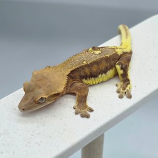 다크 팬텀 릴리화이트