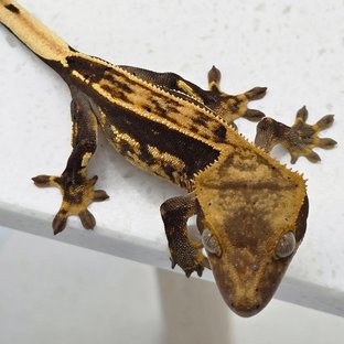 다크 엠티백 화이트핀