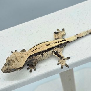 세이블 쿼드 드리피