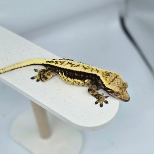 다크 쿼드 화이트크라운