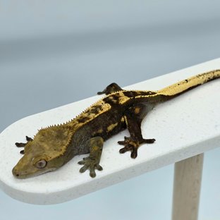 다크 쿼드 엠티백