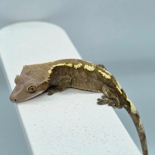 세이블 화이트핀 다크