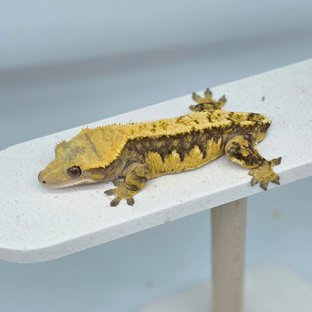 드리피 트라이 할리퀸