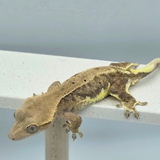 다크 팬텀 릴리화이트