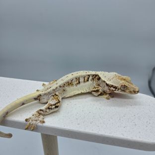 릴리화이트 트라이