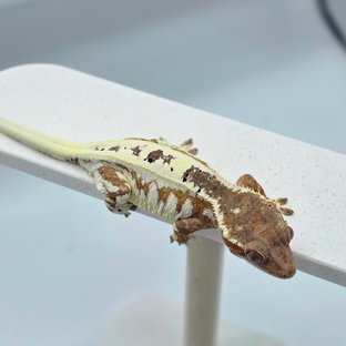 레드 프라푸치노