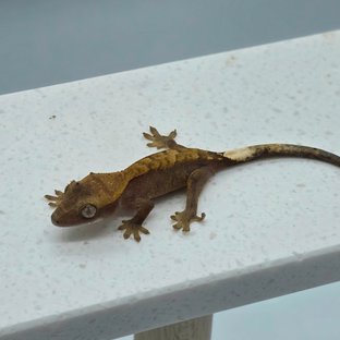 하이포 카푸치노