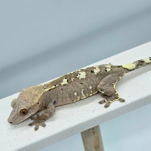 카푸치노 달마시안