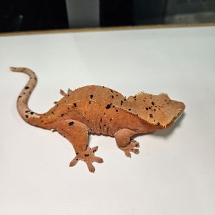 유달