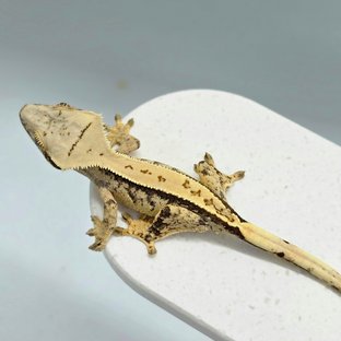 노멀 트라이 익스트림할리퀸 풀핀