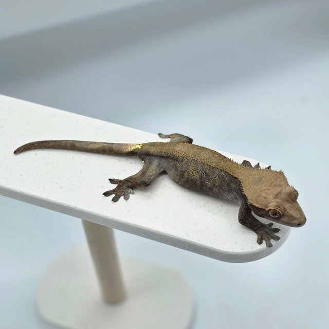 카푸치노 다크 팬텀