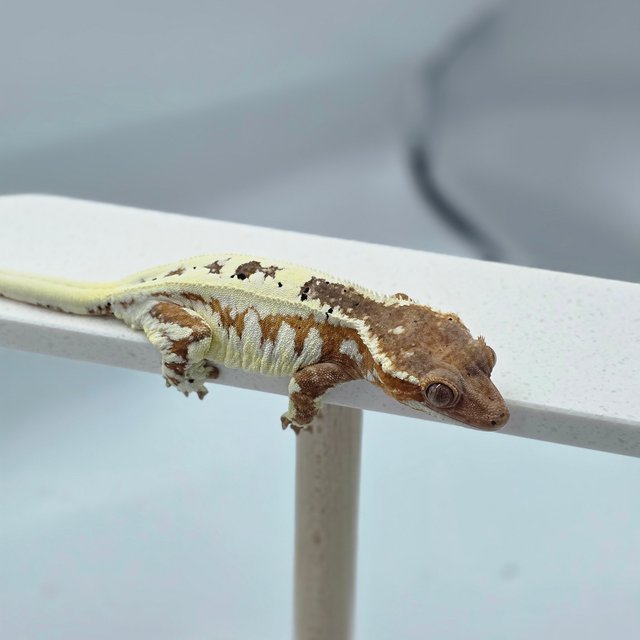 레드 프라푸치노