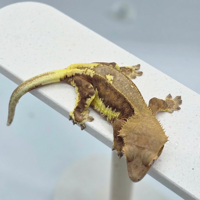 다크 팬텀 릴리화이트