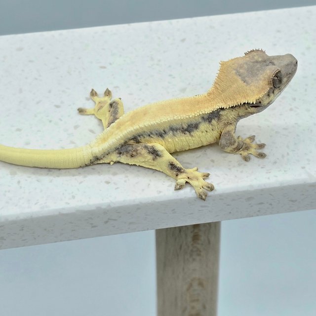 릴리 세이블 솔리드백