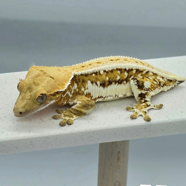 릴리화이트 크림